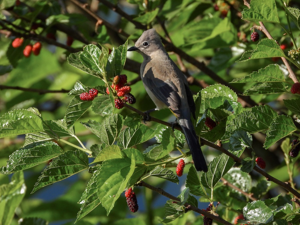 Gray Silky-flycatcher - ML617254288