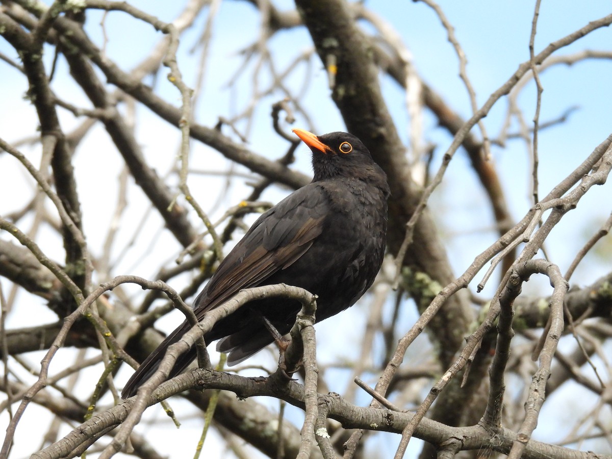 Eurasian Blackbird - Praveen Bennur