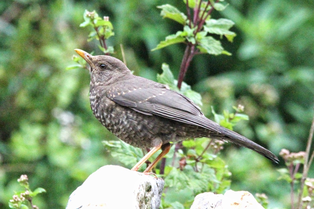 Chiguanco Thrush - ML617254307