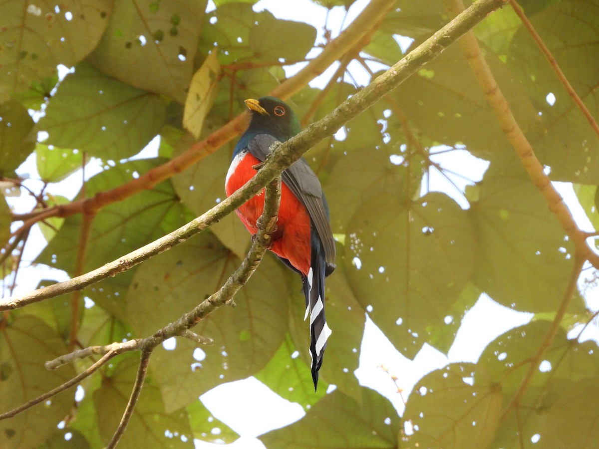 mexicotrogon - ML617254314