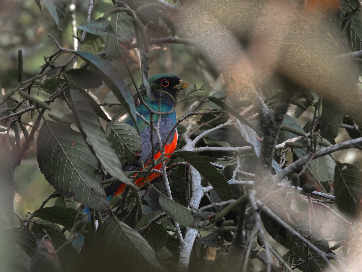 mexicotrogon - ML617254315