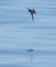 Leach's Storm-Petrel - ML617254319