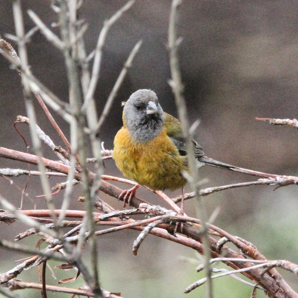 Peruvian Sierra Finch - ML617254321