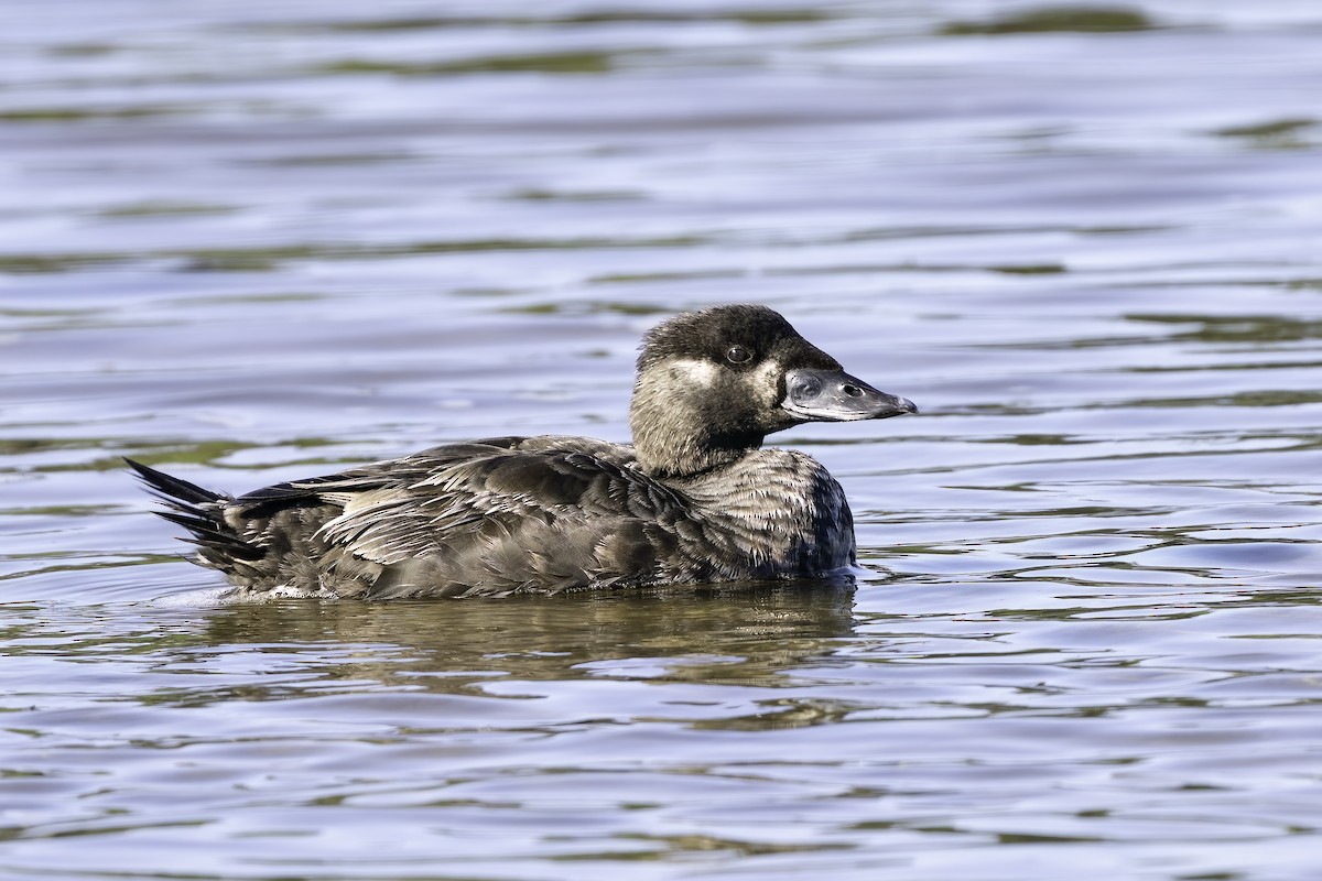 Surf Scoter - Brian Scanlon