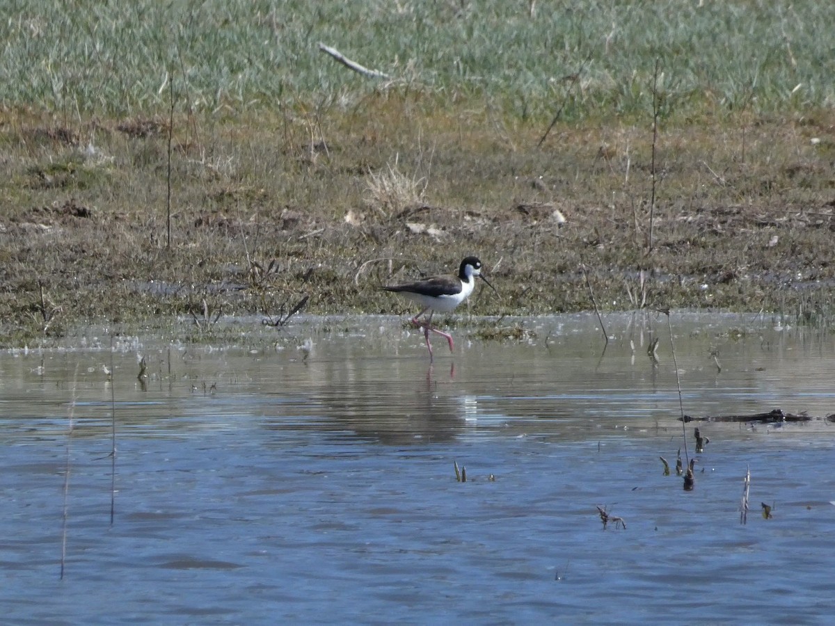 Black-necked Stilt - ML617254391