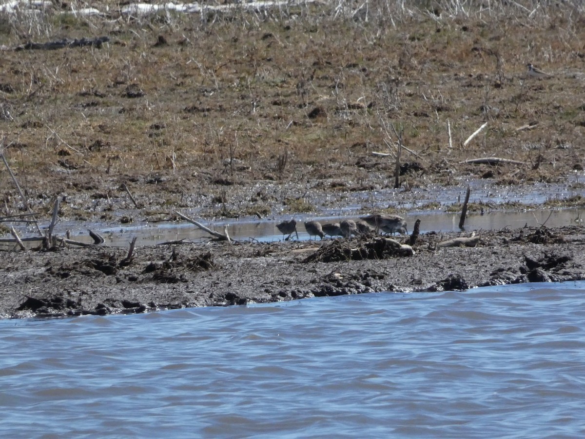 Long-billed Dowitcher - ML617254396