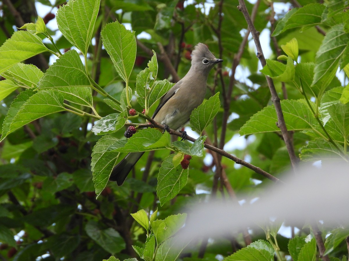 gråsilkefugl - ML617254411