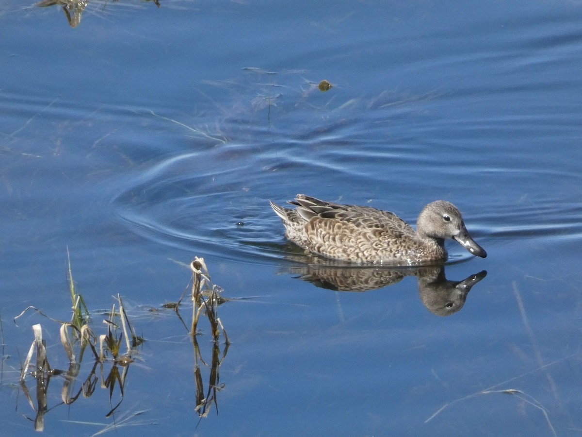 Cinnamon Teal - ML617254412