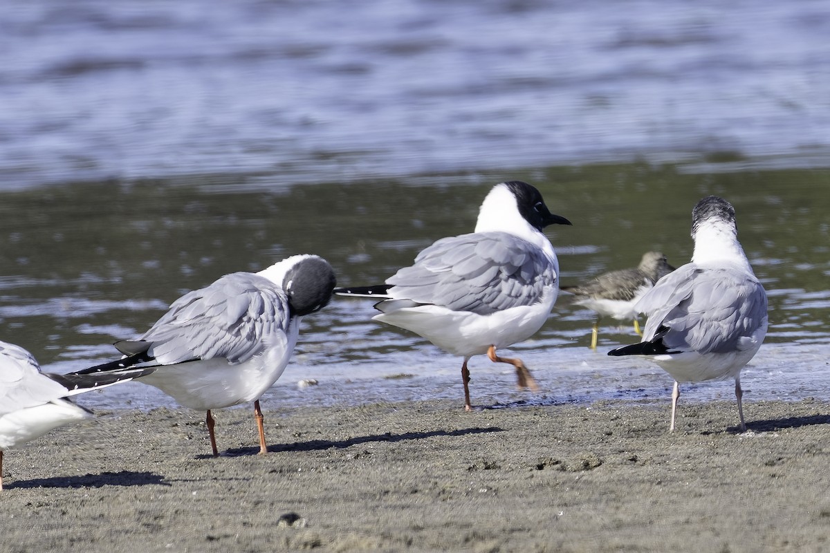 Bonaparte's Gull - ML617254420