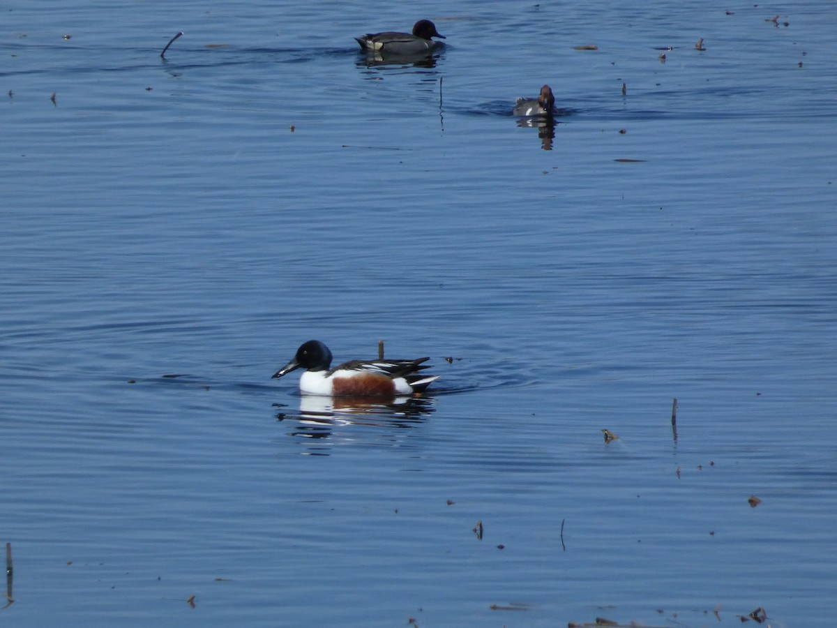 Northern Shoveler - Roberto Macay