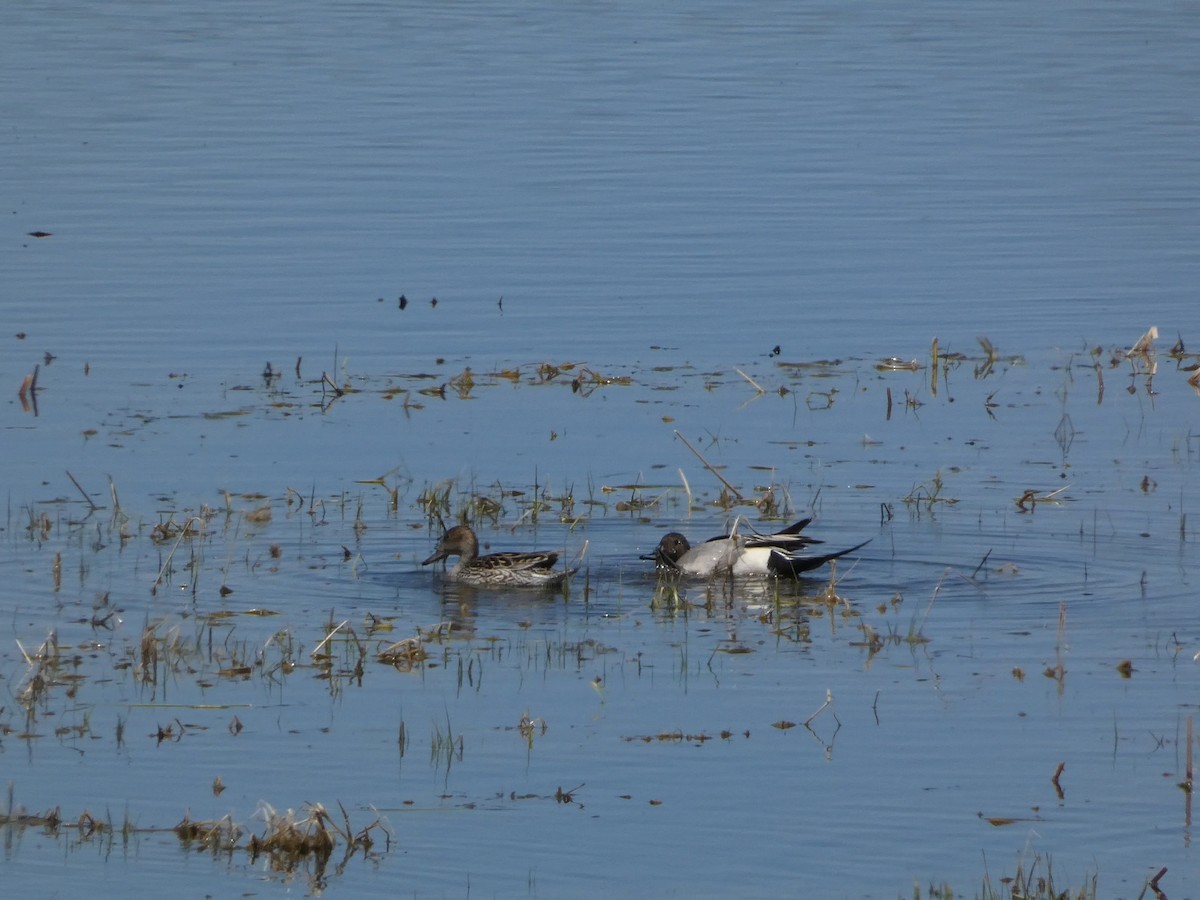 Northern Pintail - ML617254427