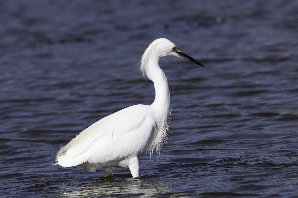 Snowy Egret - ML617254438