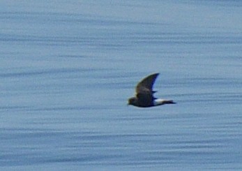 Wilson's Storm-Petrel - ML617254451