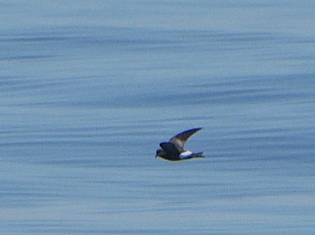 黃蹼洋海燕 - ML617254452