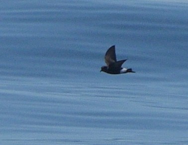 黃蹼洋海燕 - ML617254453