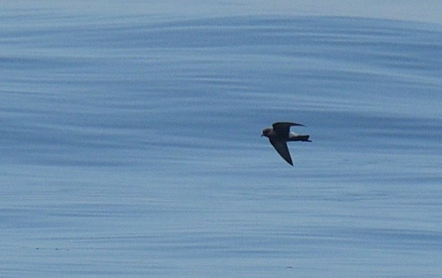 Wilson's Storm-Petrel - ML617254456