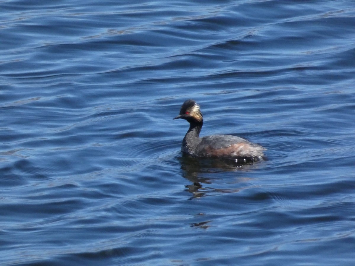 Eared Grebe - ML617254457