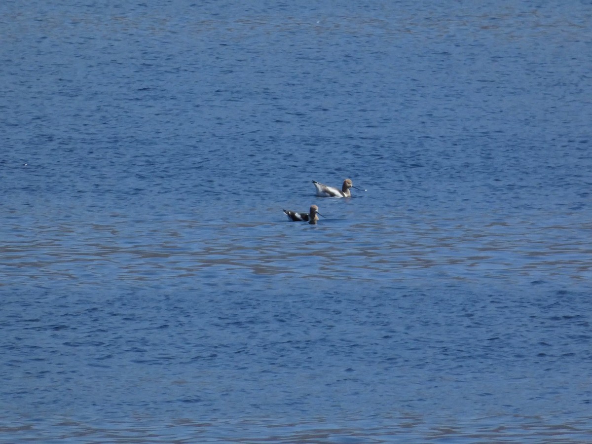 Avocette d'Amérique - ML617254460