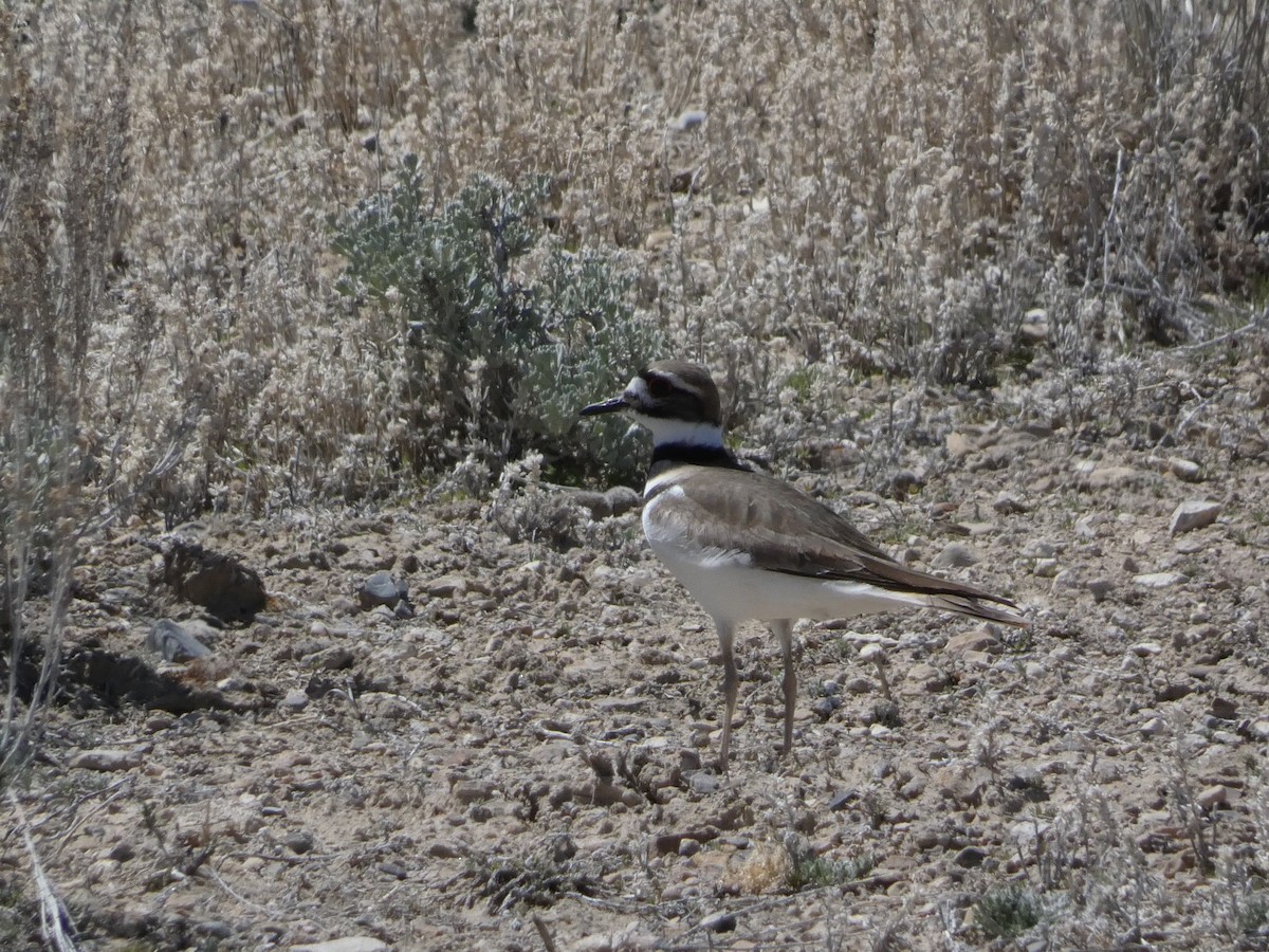 Killdeer - Roberto Macay