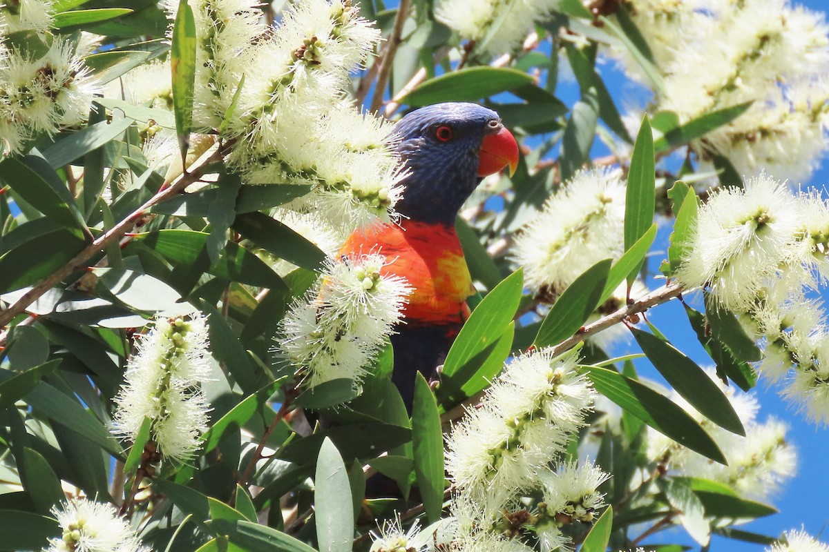 Rainbow Lorikeet - ML617254481