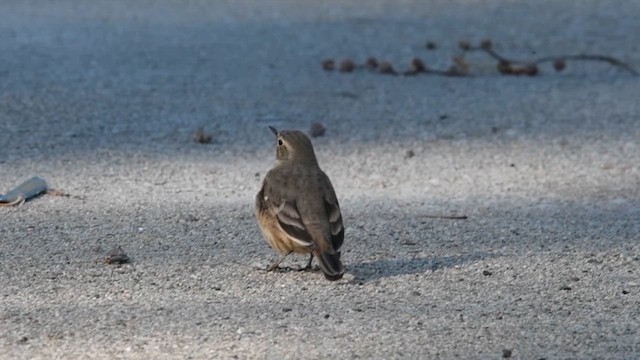 American Pipit - ML617254482