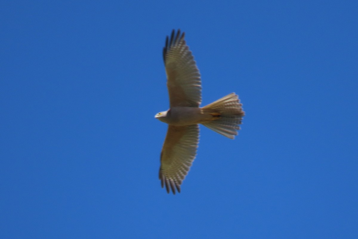 Brown Goshawk - ML617254497