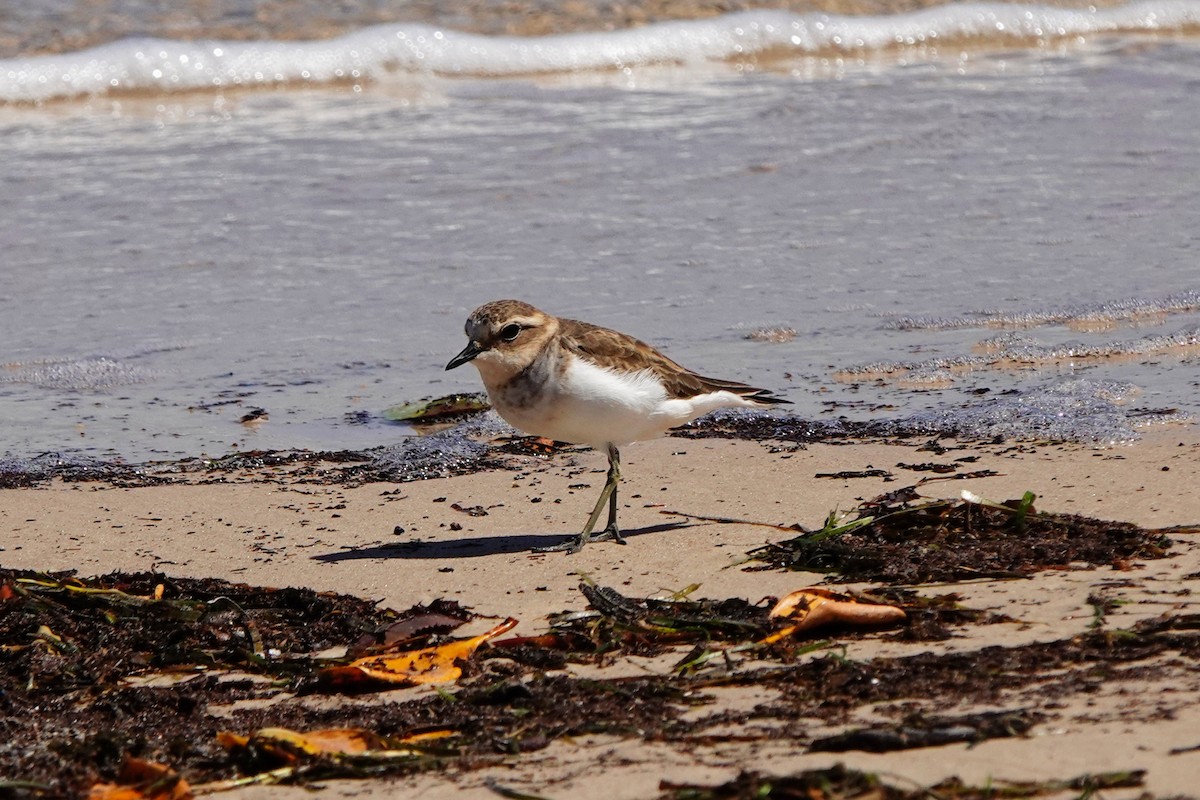 Double-banded Plover - ML617254508