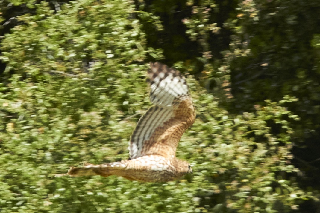 Red-shouldered Hawk - Audrey E.