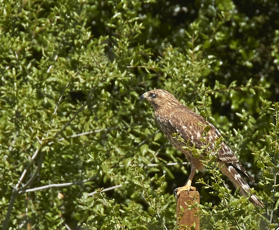 Red-shouldered Hawk - Audrey E.