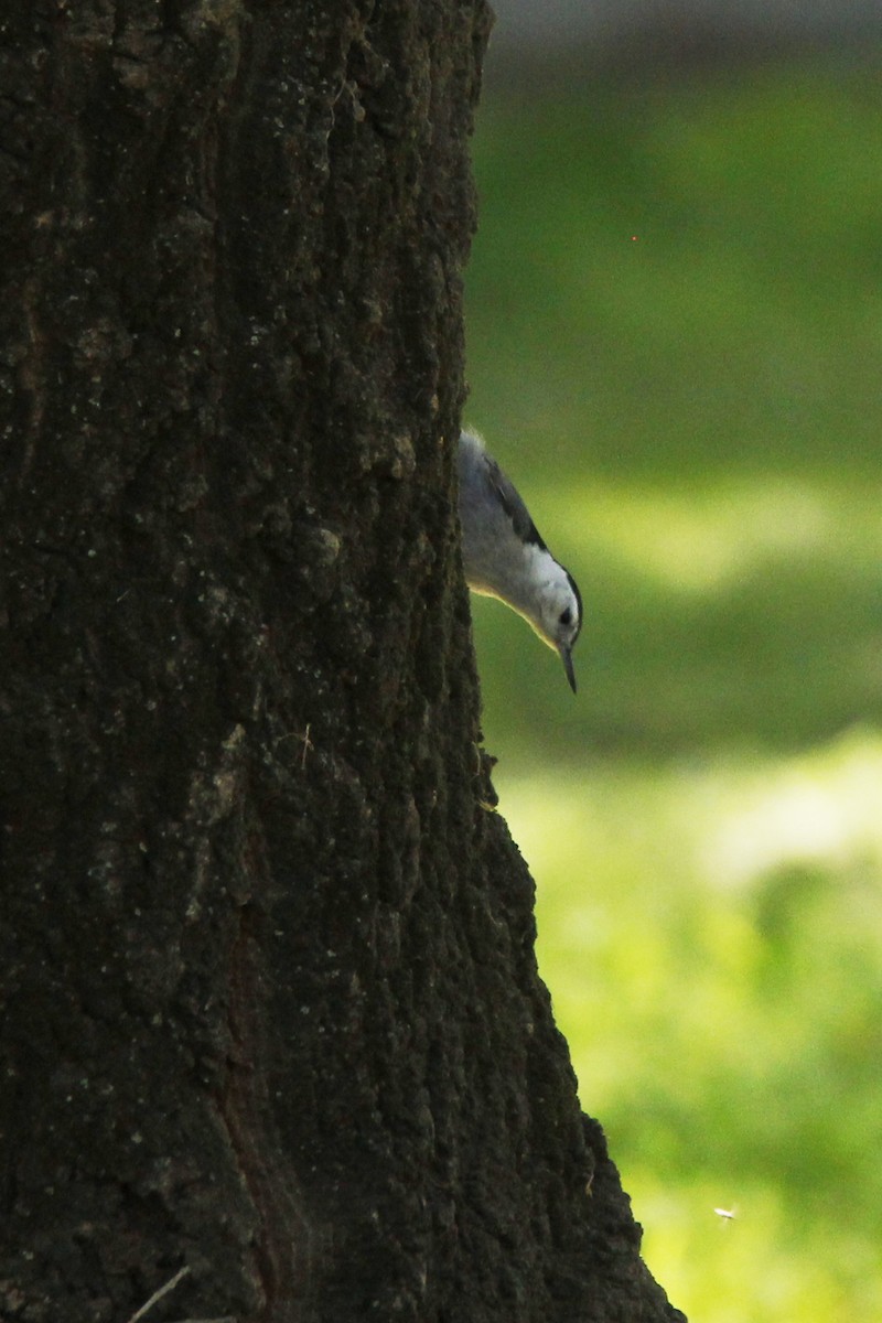 White-breasted Nuthatch - Audrey E.