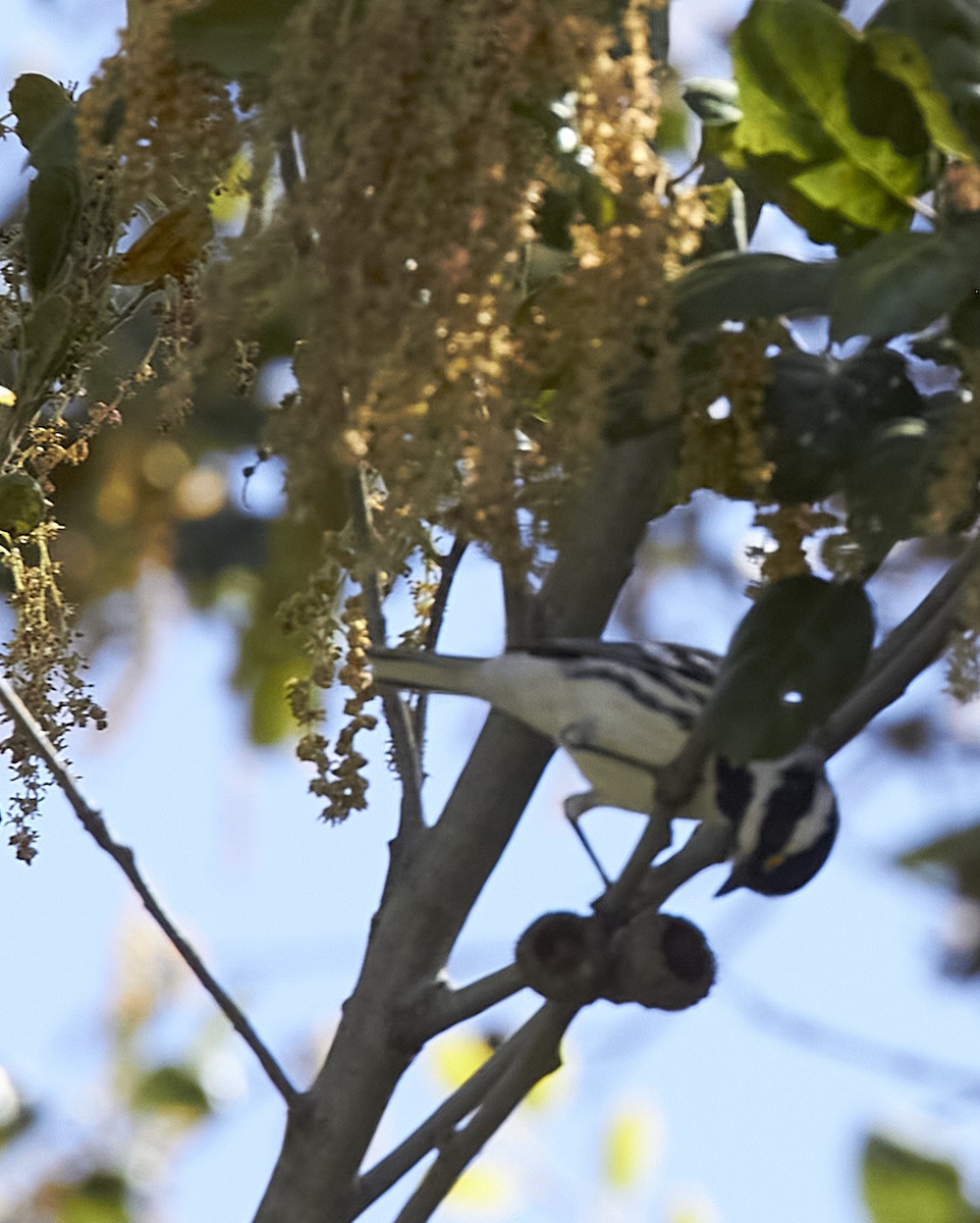 Black-throated Gray Warbler - Audrey E.