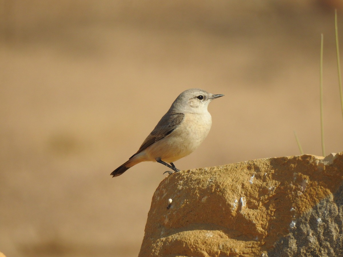 Persian Wheatear - ML617254526