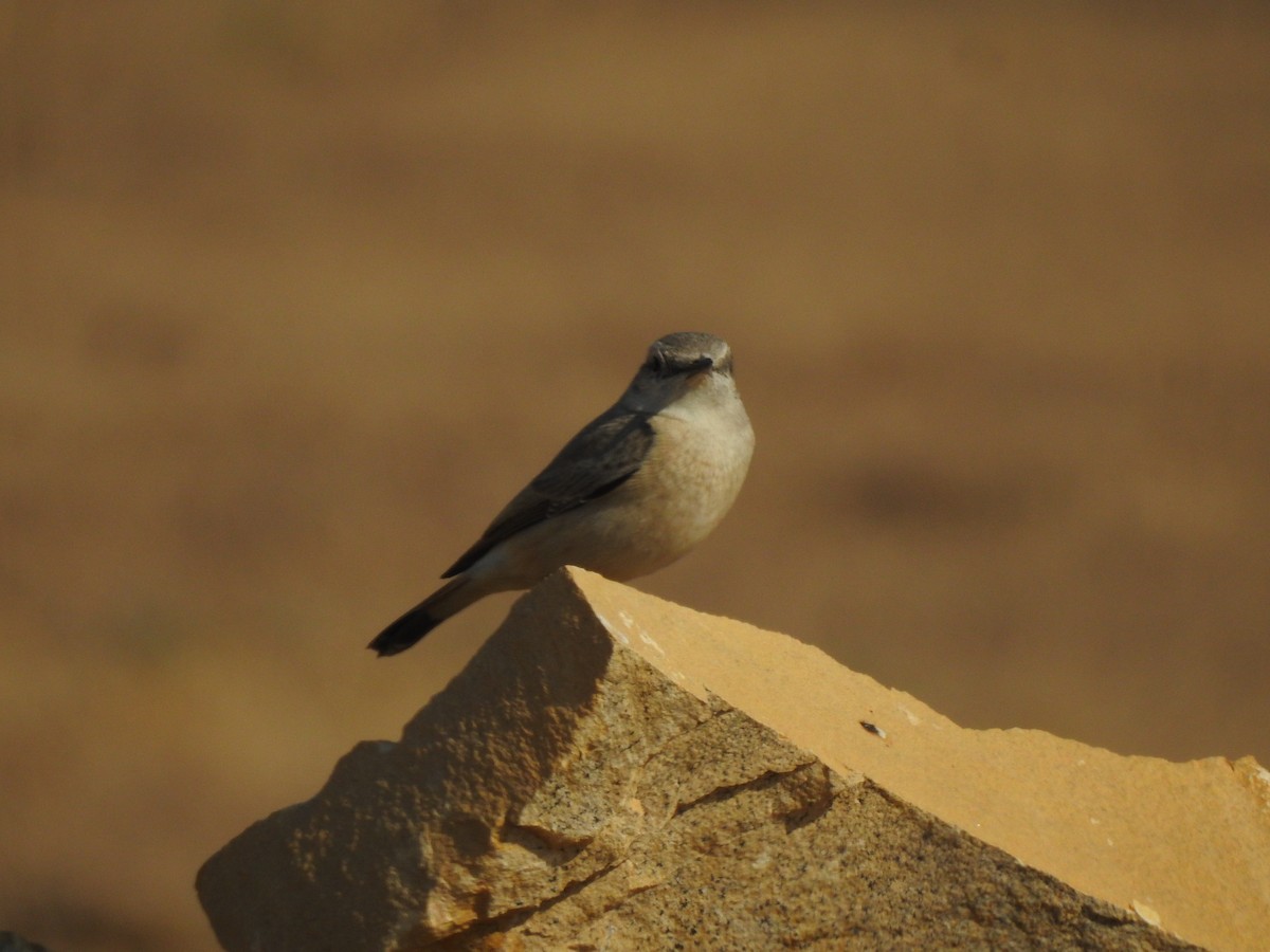 Persian Wheatear - ML617254530