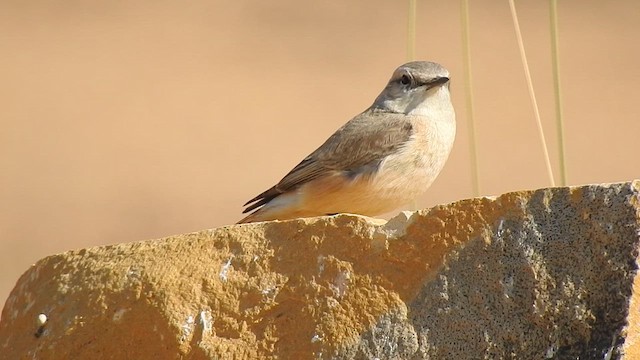 Persian Wheatear - ML617254532