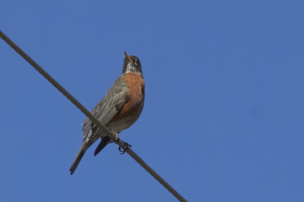 American Robin - Audrey E.