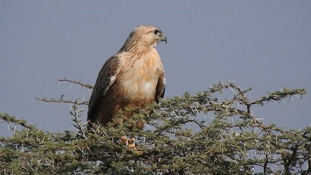 ニシオオノスリ - ML617254539