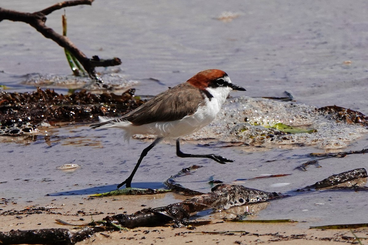 Red-capped Plover - ML617254540