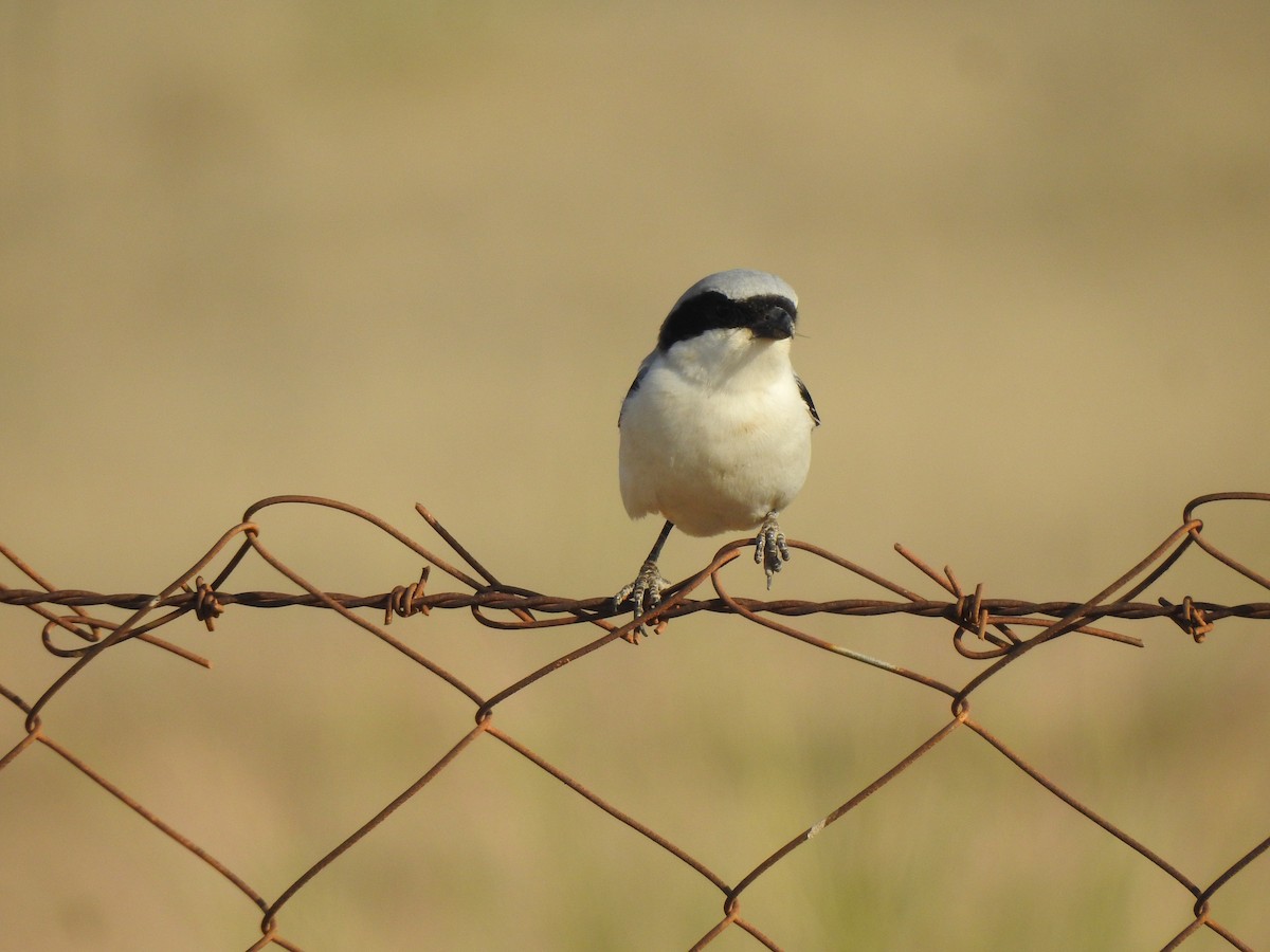 Great Gray Shrike (Indian) - ML617254555