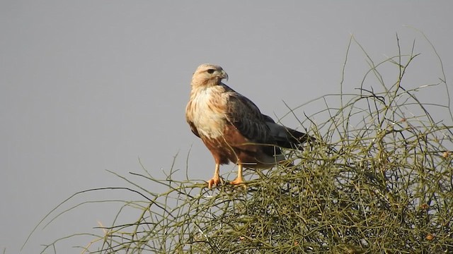 Long-legged Buzzard - ML617254560