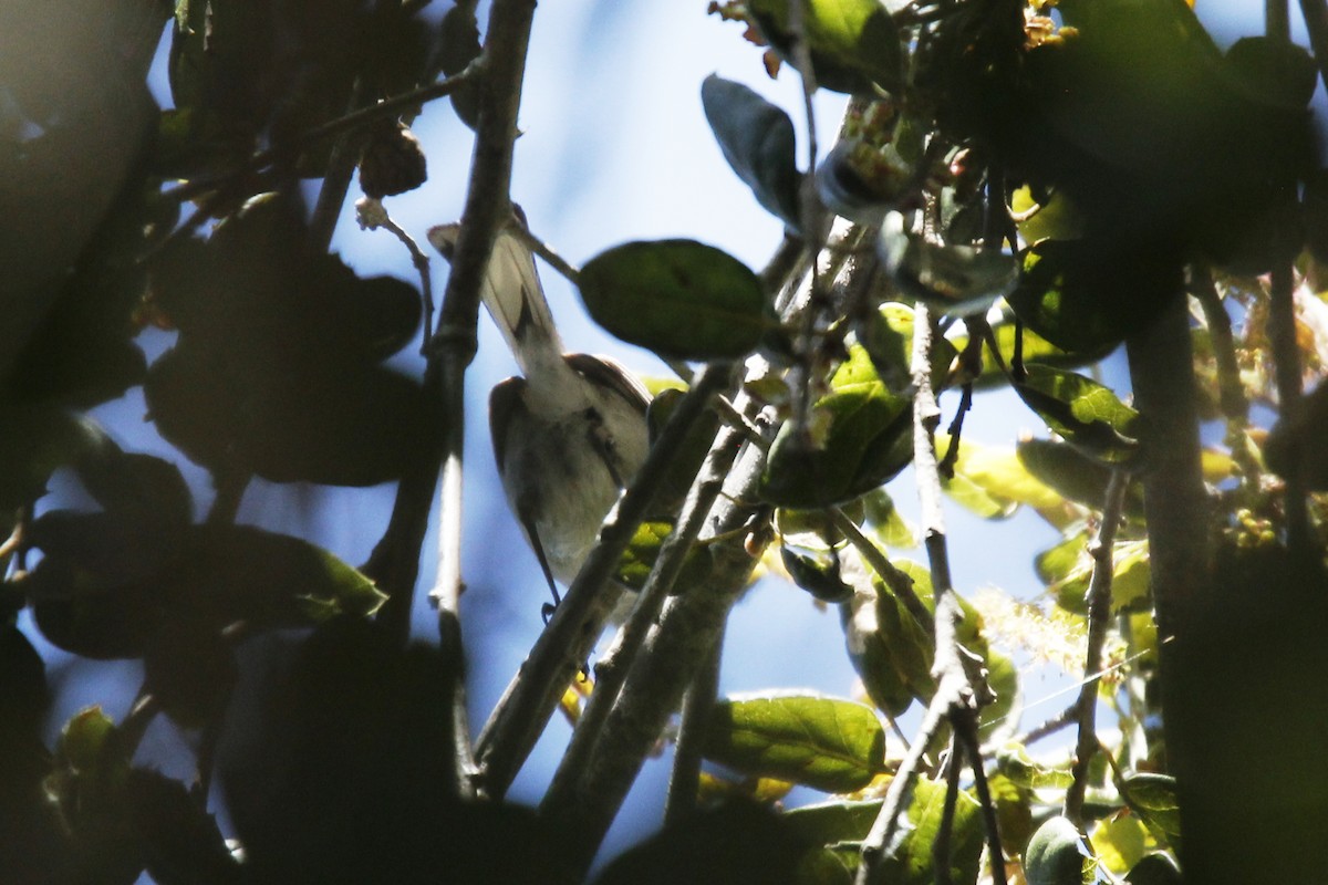 Blue-gray Gnatcatcher - Audrey E.