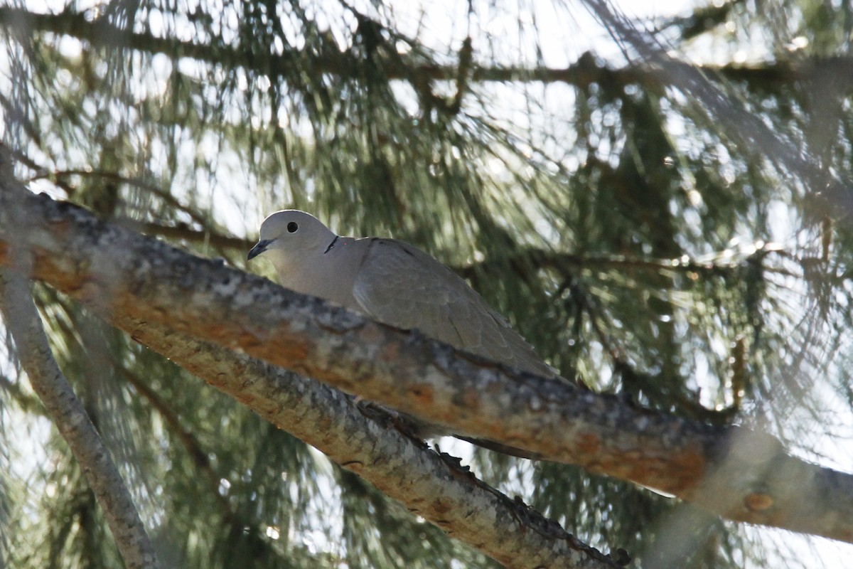 Eurasian Collared-Dove - Audrey E.