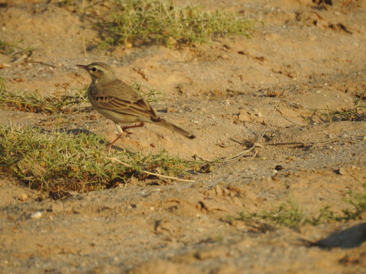 Tawny Pipit - ML617254607