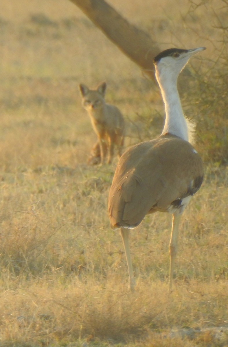 Great Indian Bustard - ML617254611