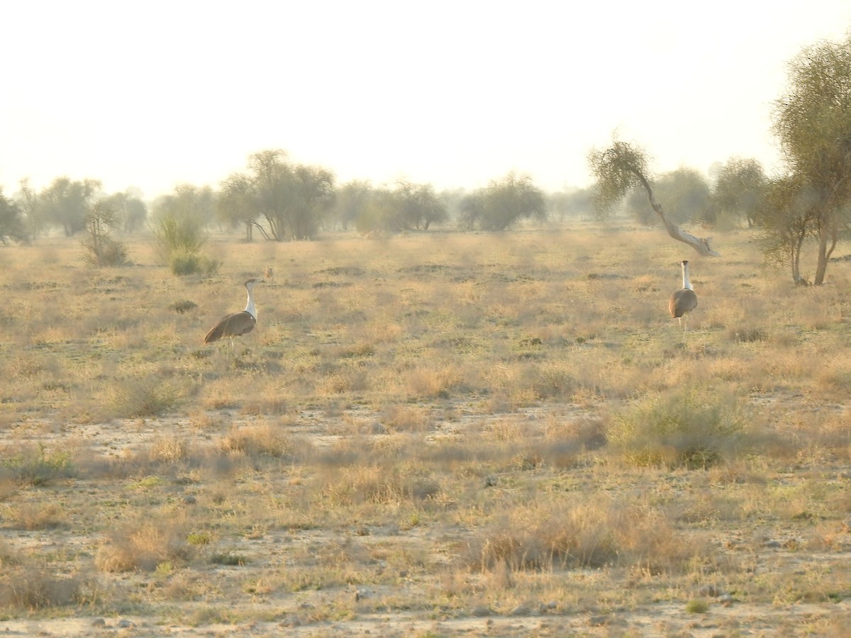 Great Indian Bustard - ML617254615