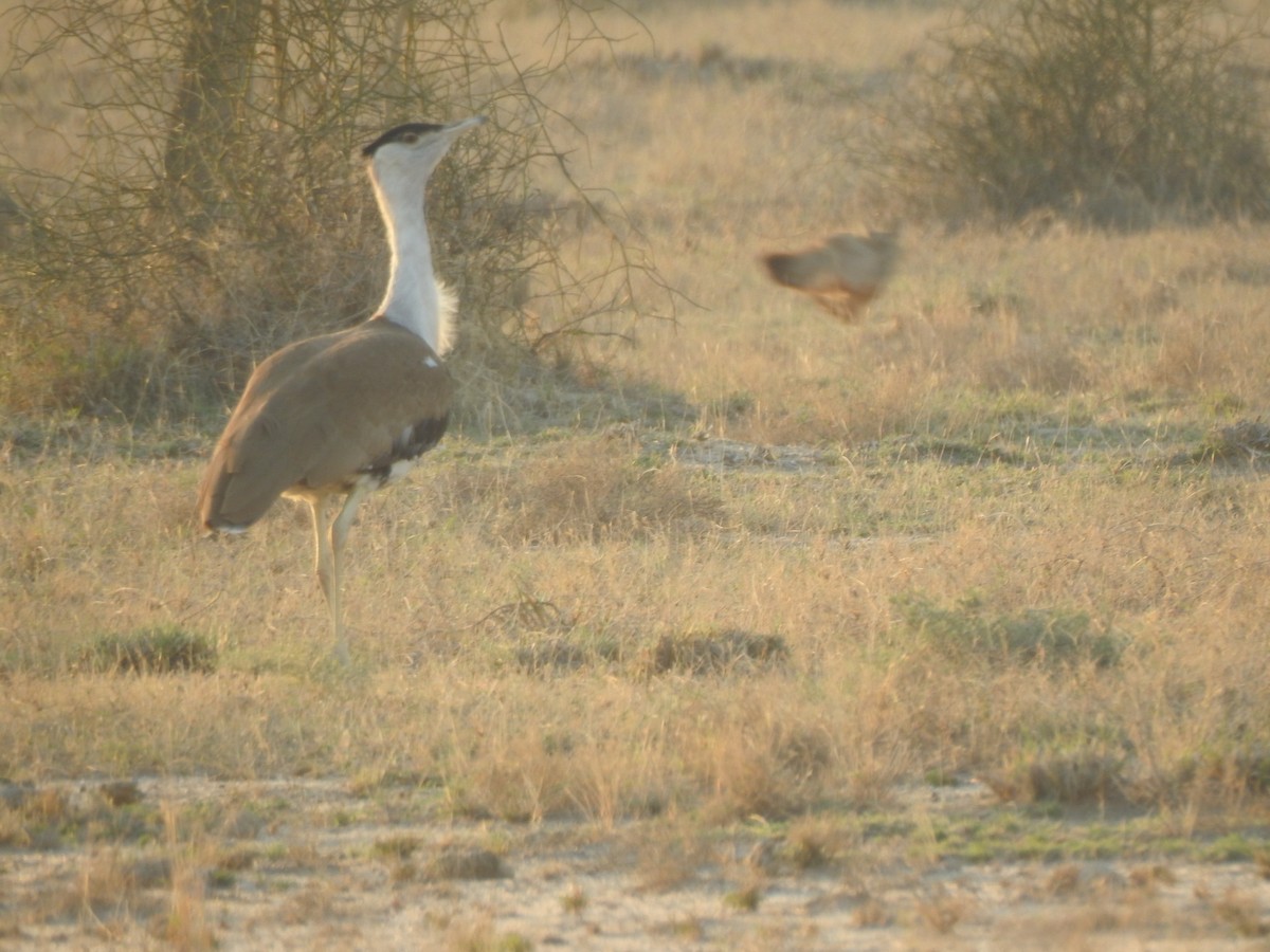 Great Indian Bustard - ML617254616