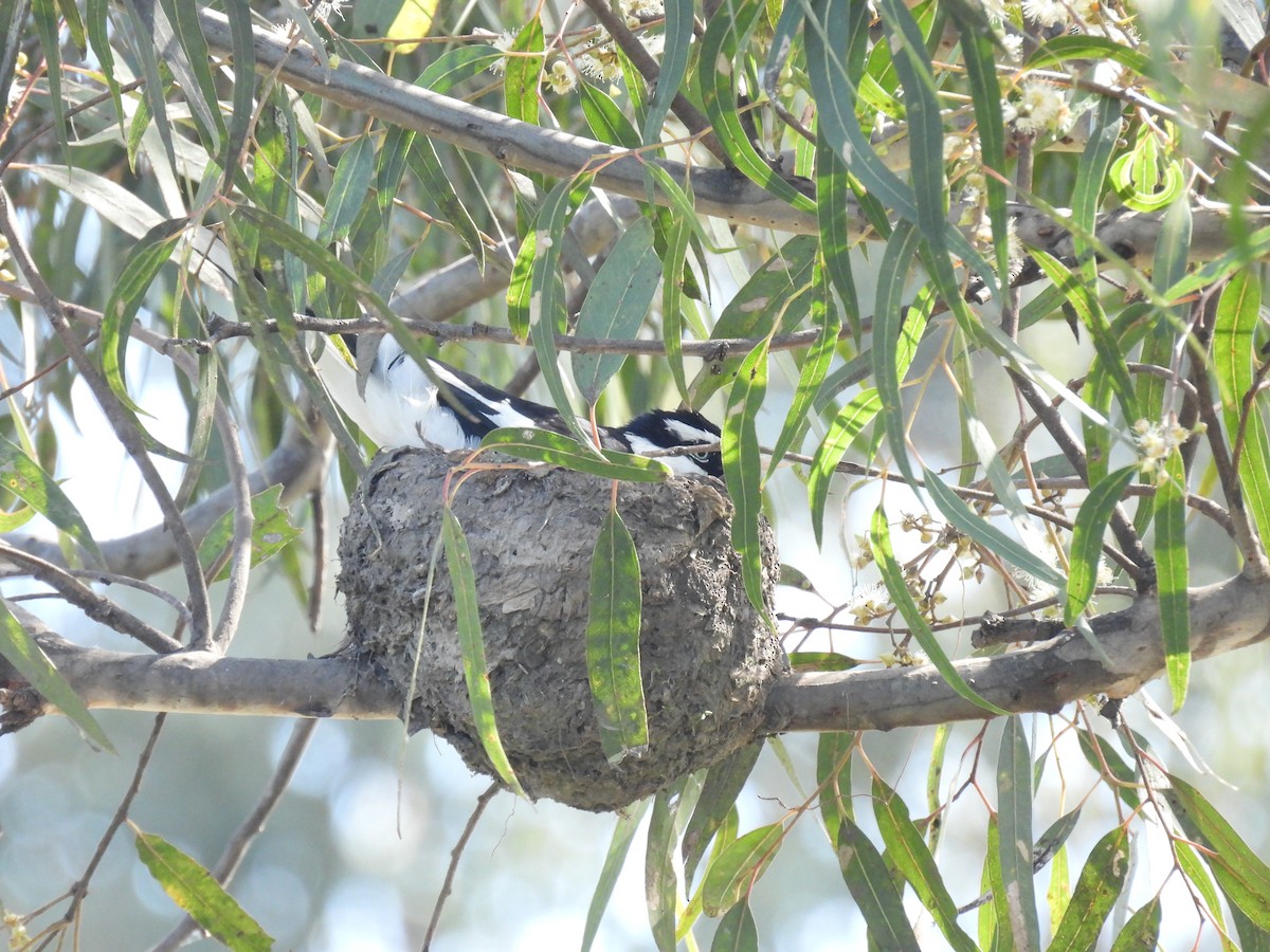 Magpie-lark - Praveen Bennur