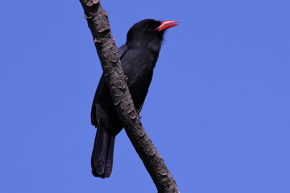 Black-fronted Nunbird - ML617254622