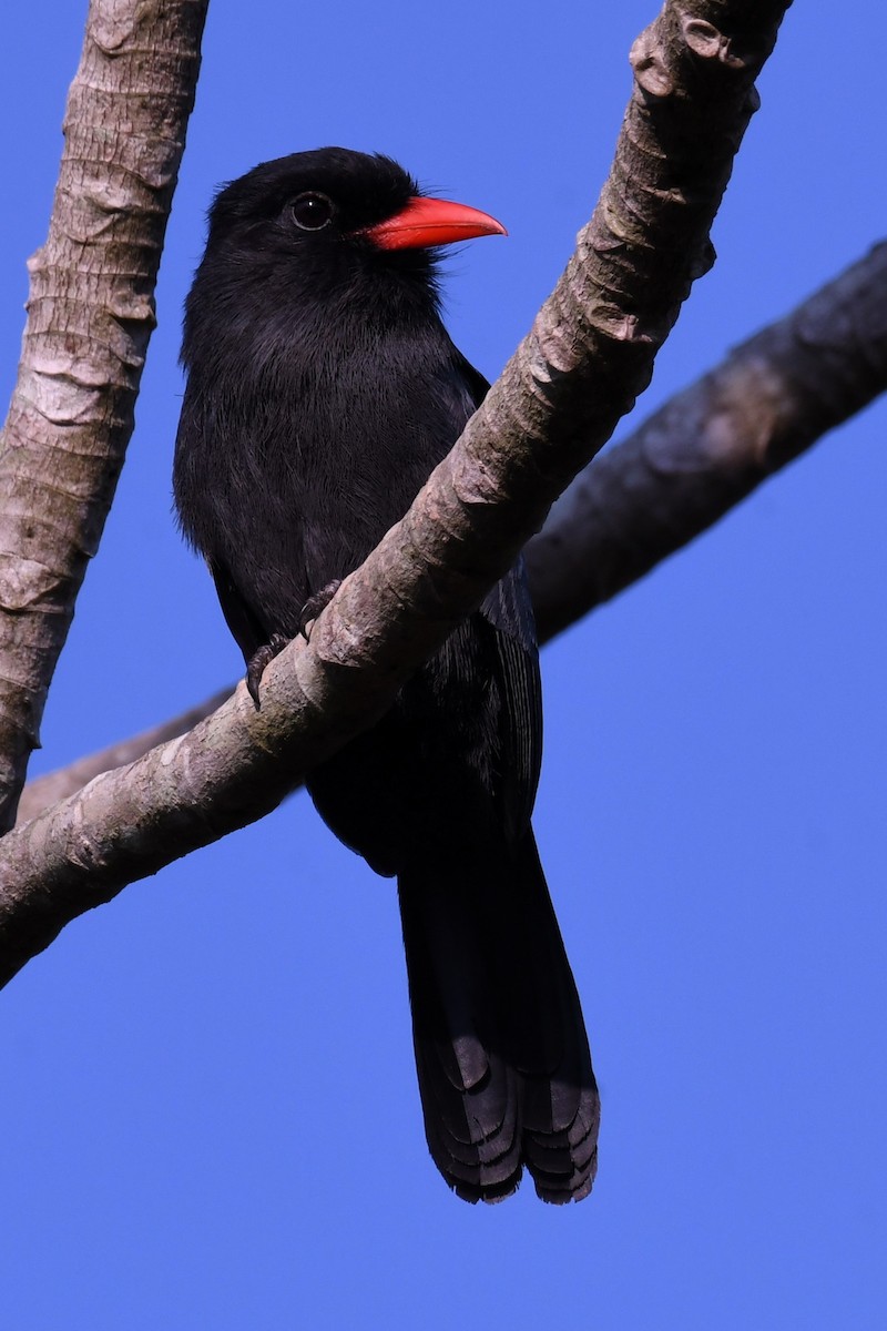 Black-fronted Nunbird - Christian Engel