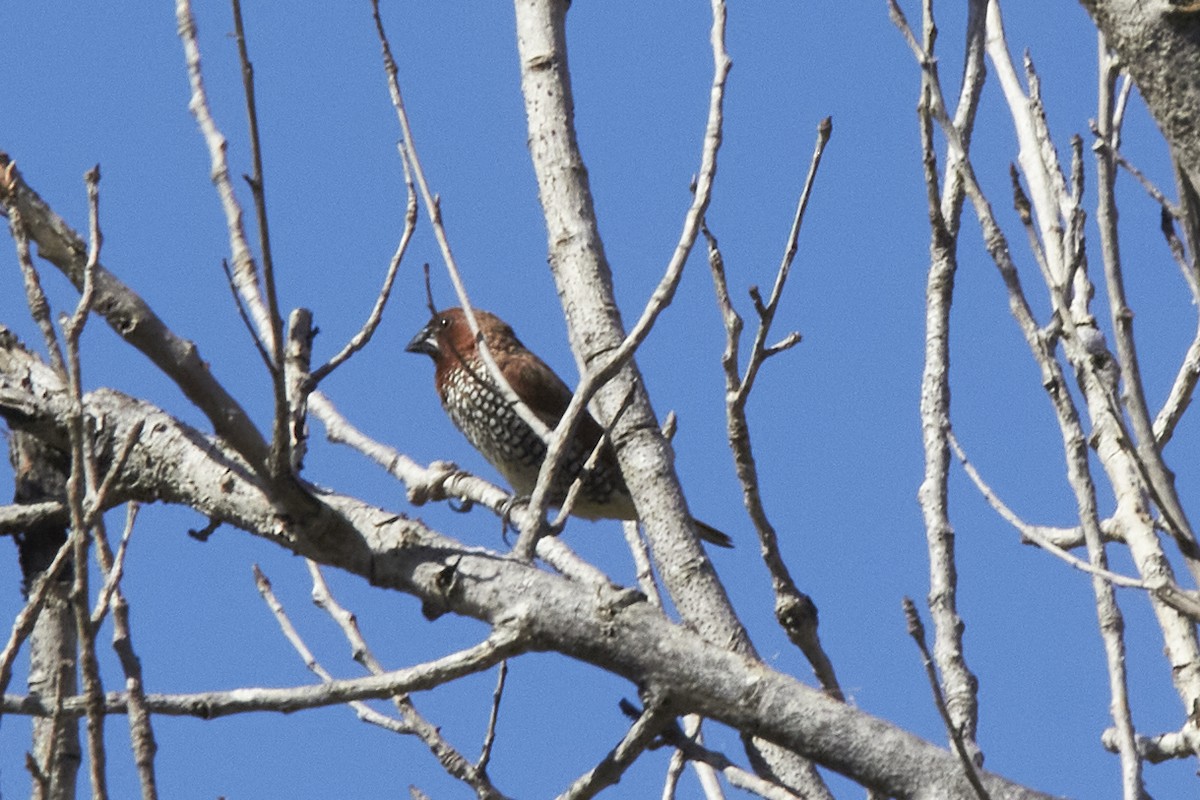 Scaly-breasted Munia - ML617254627