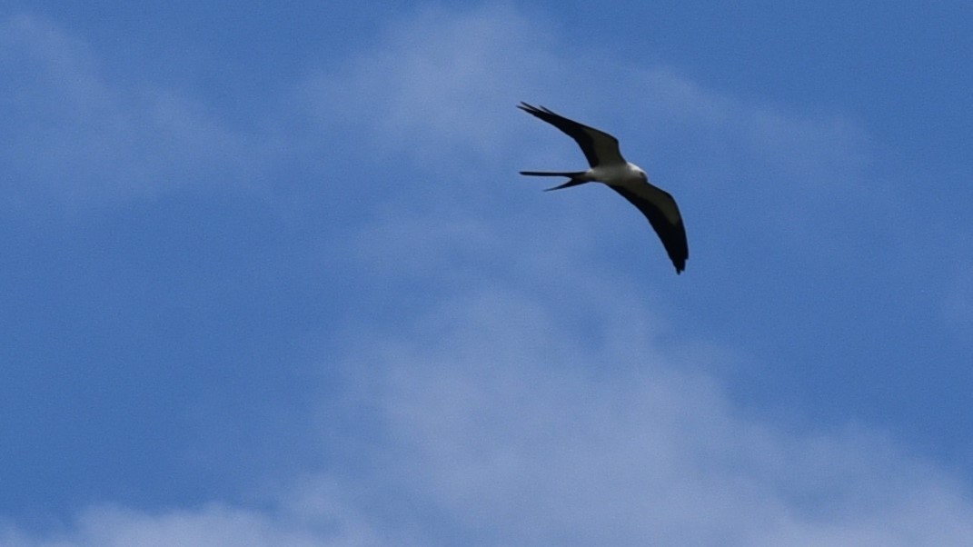 Swallow-tailed Kite - ML617254630